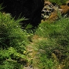 Plants: image 68 Of 208 Thumb